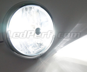 Ampoule H8 LED Moto Ajustable - Eclairage Blanc Pur